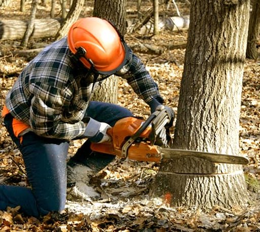 Tree Removal in Hellier, KY